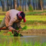 A-Farmer-Farming-in-the-Farm-he-wear-Shirt-and-Dhoti-Garib-Kisan-Ki-Kahani-He-stand-kathaamrit