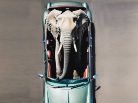 Elephant and Car Story